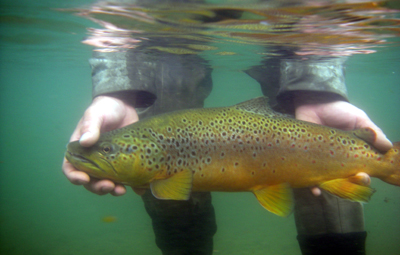 Expediciones Coyhaique Fly Fishing