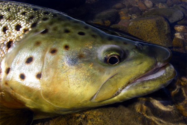 Expediciones Coyhaique Fly Fishing