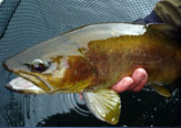 Fundo Santa Inés de la Vega - Pescando en la guarida de la fario en Maullín.
