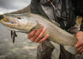 Seis Consejos Esenciales Para la Pesca con Mosca en Otoño