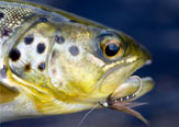 6 Wet Flies Recomendadas Para Pescar en Febrero.