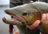 Ish’s Kool Herc - Un streamer ideal para caña Spey & Switch