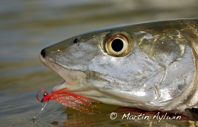 Pescando Bonefish en Cozumel Mxico