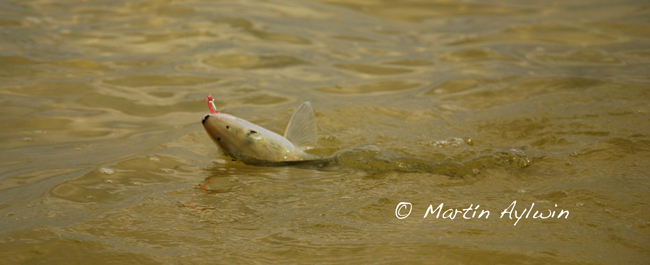 Pescando Bonefish en Cozumel Mxico