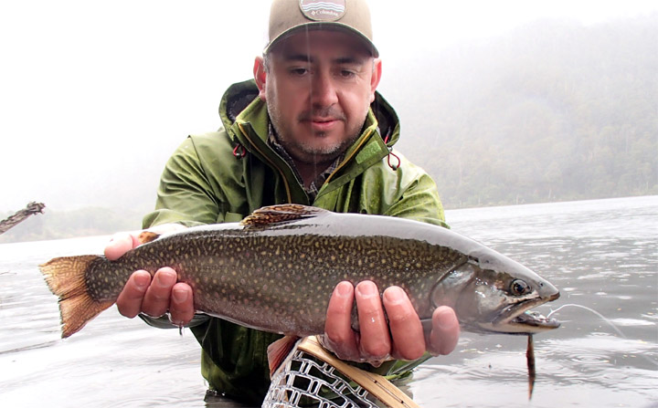 Salvelinus Fontinalis, Los Char Fish presentes en las aguas de Chile
