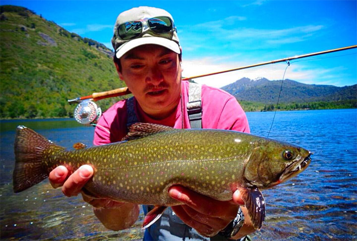 Salvelinus Fontinalis, Los Char Fish presentes en las aguas de Chile