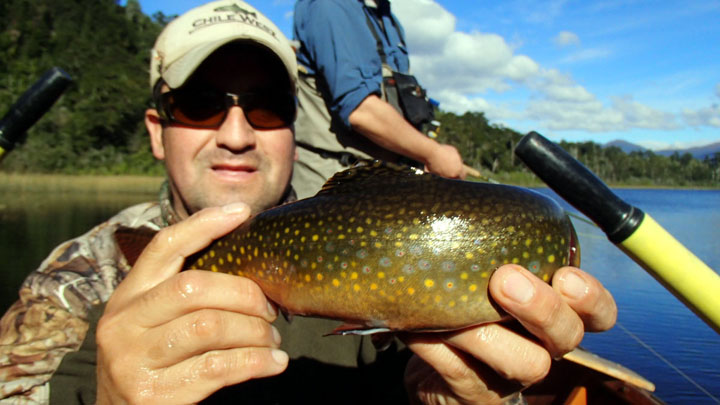 Salvelinus Fontinalis, Los Char Fish presentes en las aguas de Chile