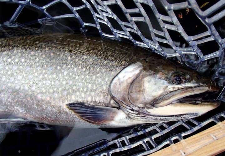 Salvelinus Fontinalis, Los Char Fish presentes en las aguas de Chile