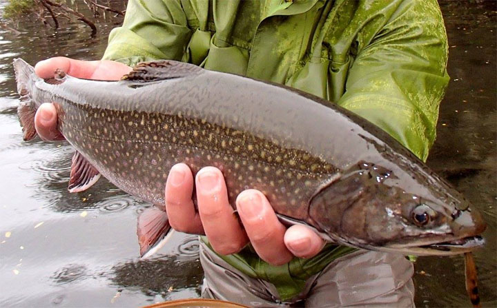 Salvelinus Fontinalis, Los Char Fish presentes en las aguas de Chile