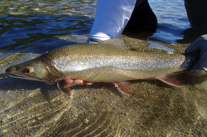 Salvelinus Fontinalis, Los Char Fish presentes en las aguas de Chile