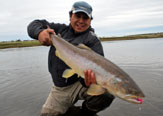 Sea Run Brown Trout, las planeadas del río Gallegos.