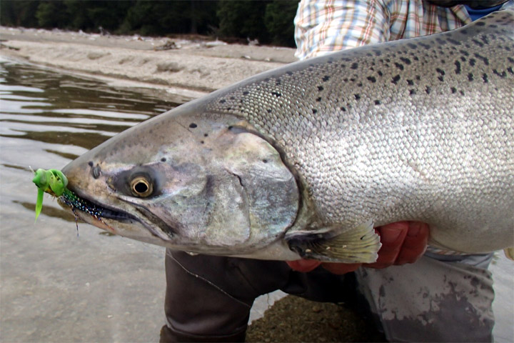 Grand Slam Salmonero en el sur de Chile