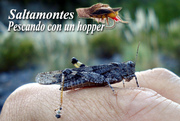 Saltamontes, pescanco con un hopper