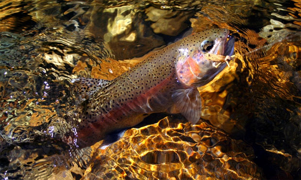 Soltamontes, pescando con un Hopper