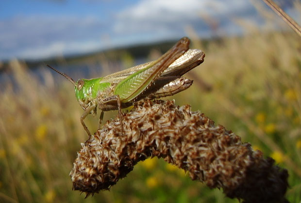 Soltamontes, pescando con un Hopper