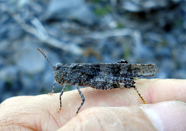 Soltamontes, pescando con un Hopper