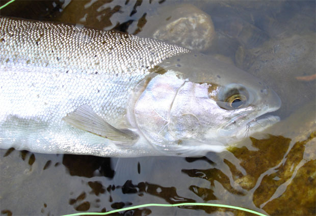 Soltamontes, pescando con un Hopper