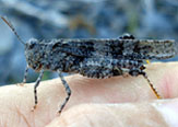 Saltamontes, pescando con un Hopper.