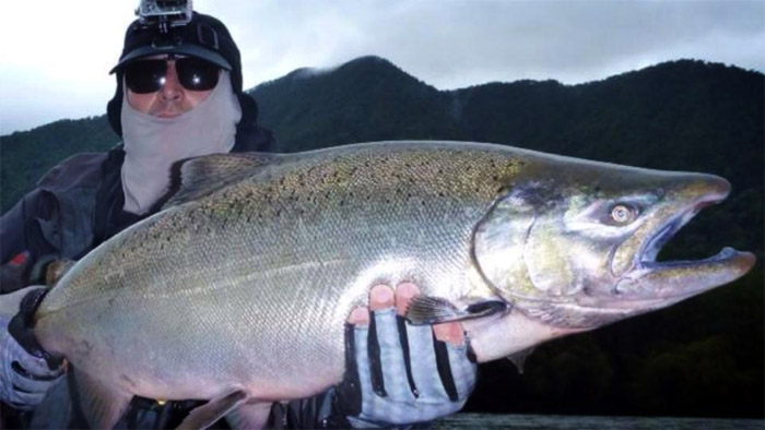 Mtodo Rondini para la pesca de Chinooks con mosca, el ms efectivo que se conozca en las aguas de Amrica del Sur.