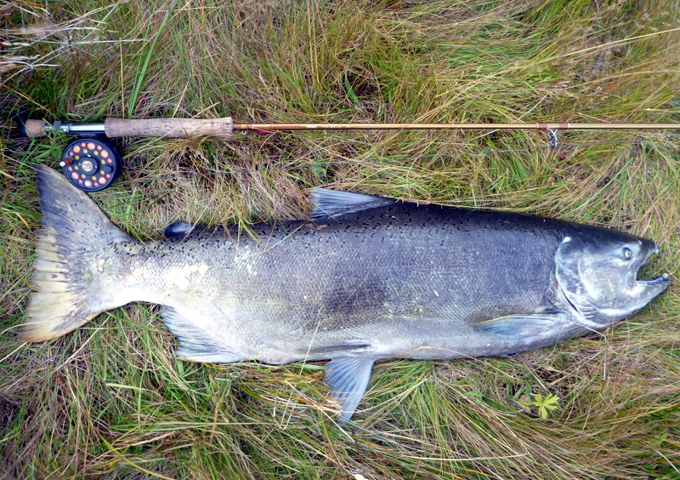Salmn Chinook en el Parque Nacional Tierra del Fuego