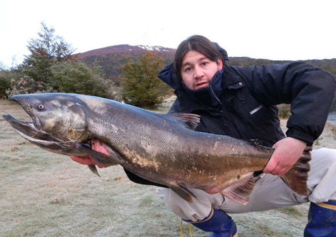 Salmn Chinook en el Parque Nacional Tierra del Fuego