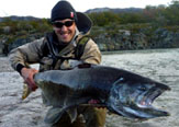 Salmón Chinook en el Parque Nacional Tierra del Fuego ( Ushuaia - Argentina).