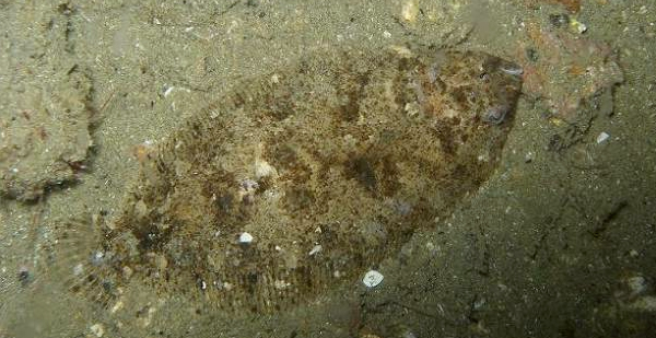 Lenguado mimetizado en el fondo del mar