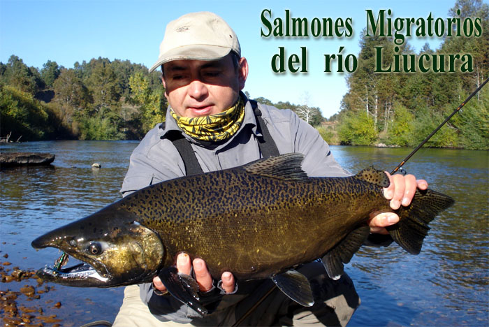 Salmones migratorios del ro Liucura