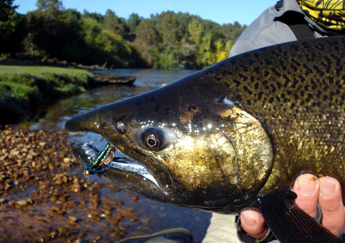 Salmones migratorios del ro Liucura