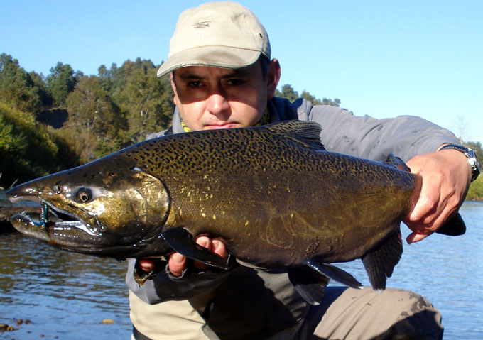 Salmones migratorios del ro Liucura