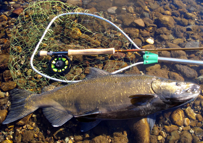 Salmones migratorios del ro Liucura