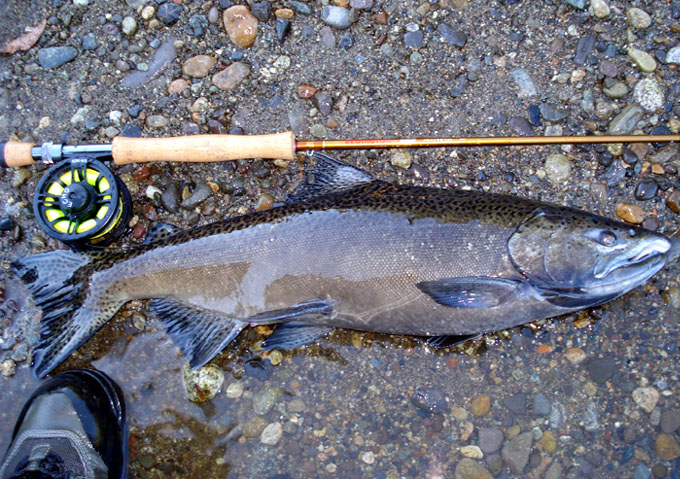 Salmones migratorios del ro Liucura