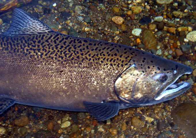 Salmones migratorios del ro Liucura