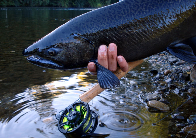 Salmones migratorios del ro Liucura