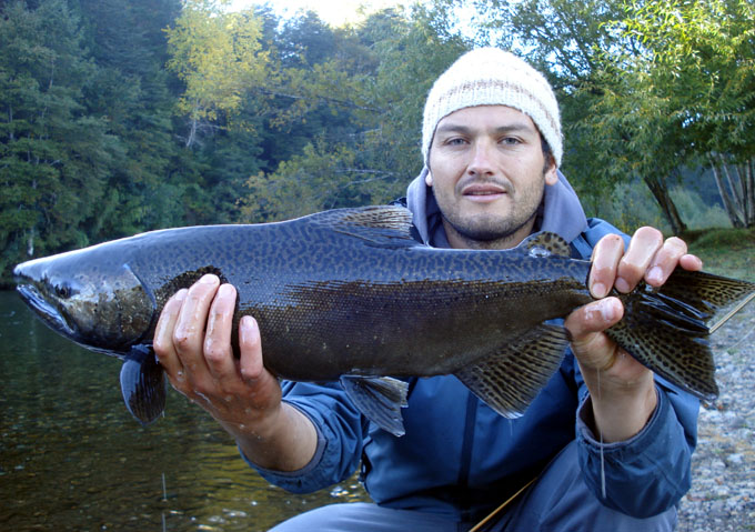 Salmones migratorios del ro Liucura