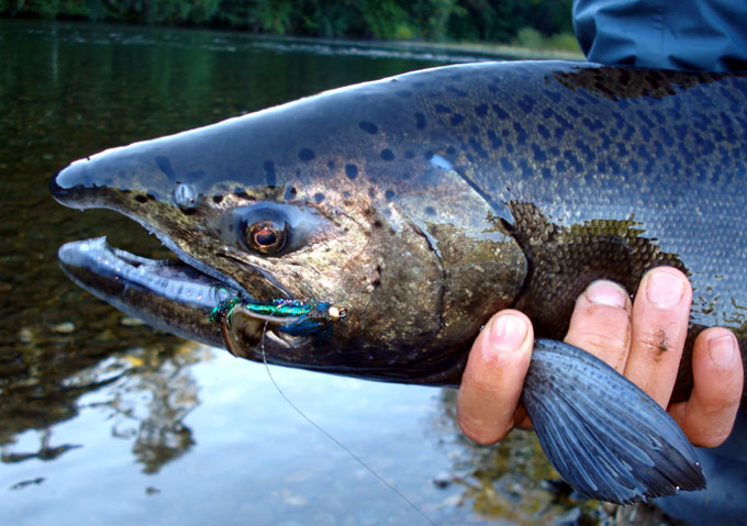 Salmones migratorios del ro Liucura