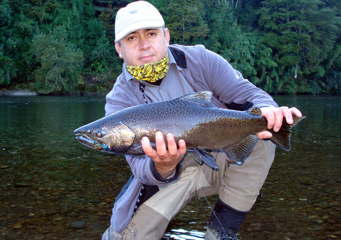 Salmones migratorios del ro Liucura