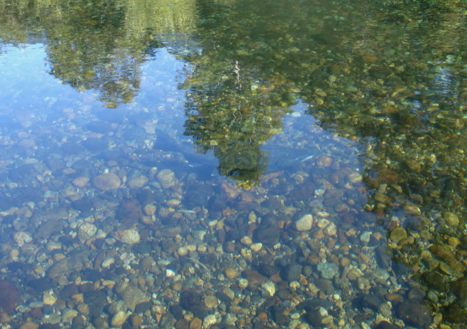 Salmones migratorios del ro Liucura