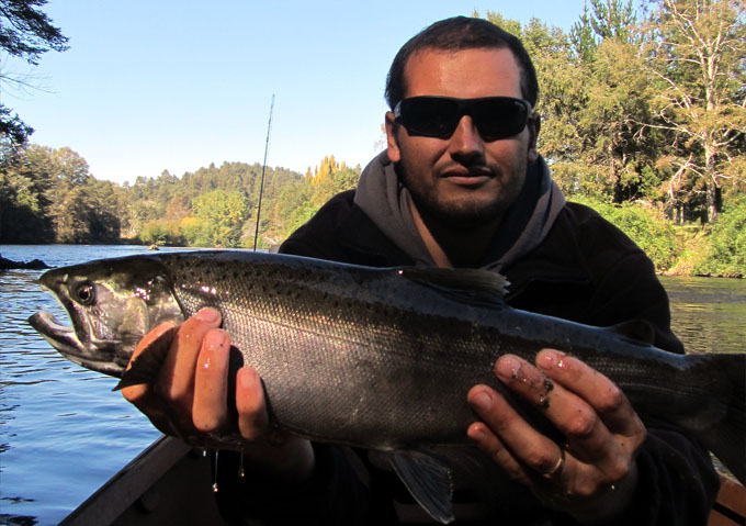 Salmones migratorios del ro Liucura - Felipe Matus - Guia de Pesca Pucn