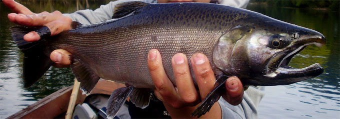 Salmn plateado o Salmn coho (Oncorhynchus kisutch) del ro Liucura