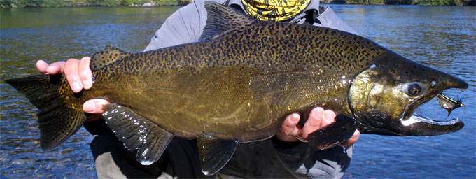 Salmn chinook o Saln rey (Oncorhynchus tshawytscha) del ro Liucura
