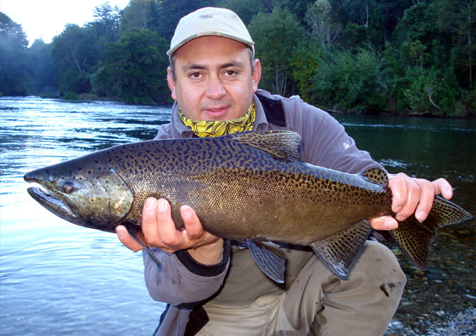 Salmones migratorios del ro Liucura
