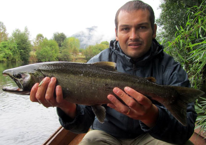 Salmones migratorios del ro Liucura