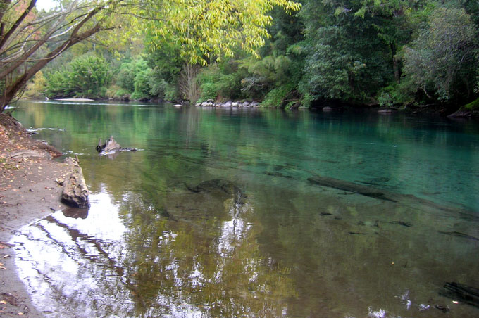 Salmones migratorios del ro Liucura