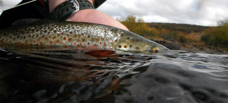 Lonquimay, Los pequeos detalles de una gran pesca en La Araucania