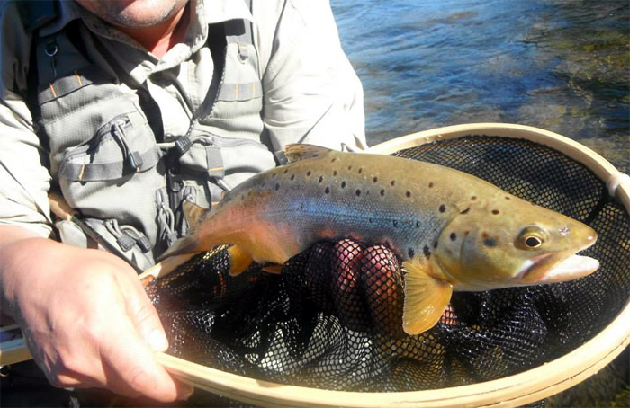Lonquimay, Los pequeos detalles de una gran pesca en La Araucania