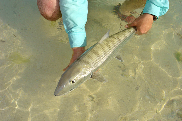 Caribe Fly Fishing  - Captura de un Macab o Bonefish