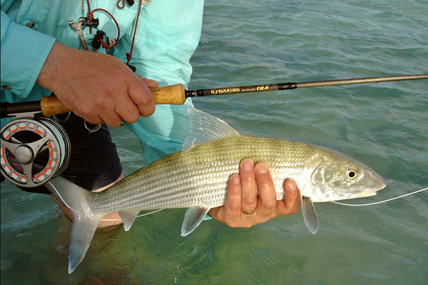 Caribe Fly Fishing  - El equipo de pesca para el Macab o Bonefish