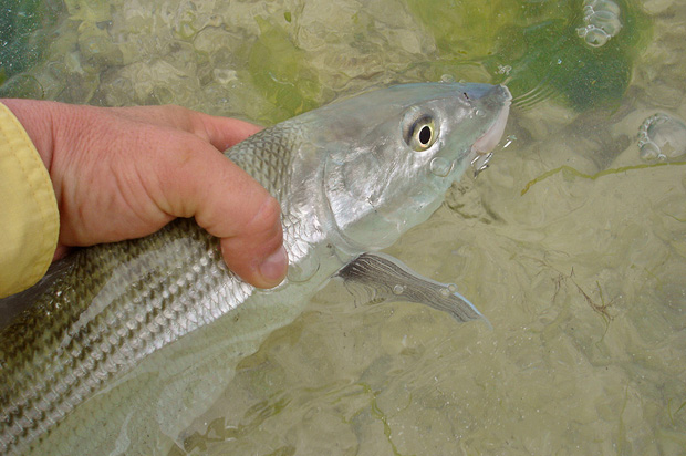 Caribe Fly Fishing  - Liberando un Macab o Bonefish