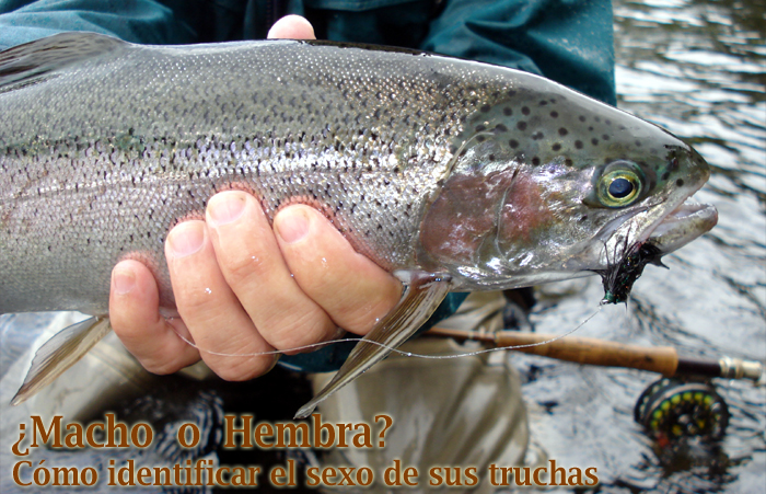 ¿Macho o Hembra? , Cómo identificar el sexo de sus truchas.